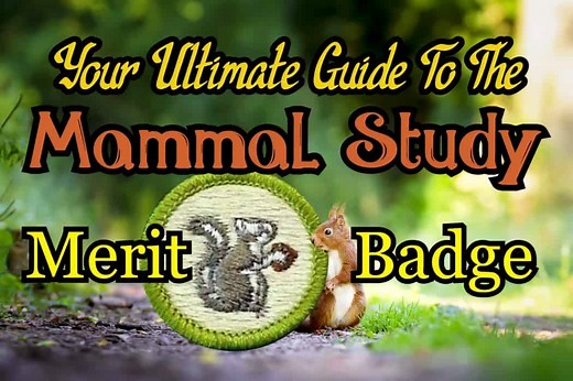 The Mammal Study Merit Badge: Your Ultimate Guide in 2025