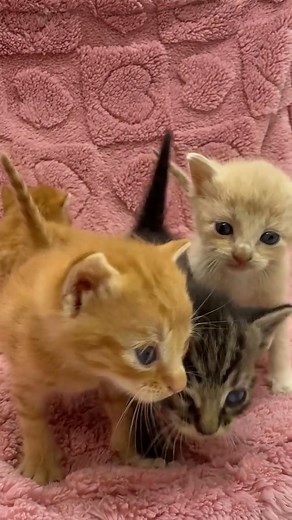 FREE KITTENS ALERT! We've got a whole crew of adorable fur babies looking for their forever homes! These cuties were strays we took in, and now they need a loving family to give them the life they deserve. Plus, their momma cat is looking for a new home too! If you're ready to add some joy and snuggles to your life, message us! Let's find these little furballs their purrfect forever homes! | Free Orange Kitten For Adoption