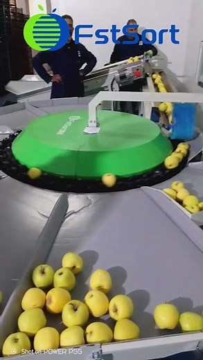 Mini apple grading machine,apple sorting sizing and grading line,fruit processing machinery