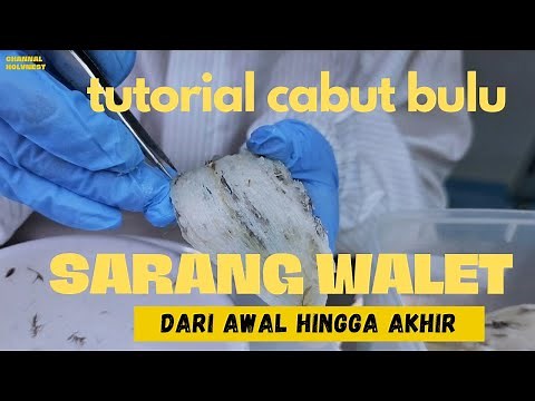 CARA MEMBESIHKAN SARANG WALET DARI AWAL HINGGA AKHIR‼️TUTORIAL CABUT BULU SARANG WALET