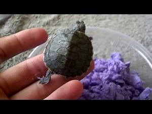 Turtle unboxing