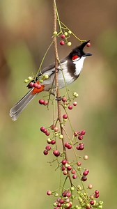 Red whiskered bulbul | LEBOK KICAU