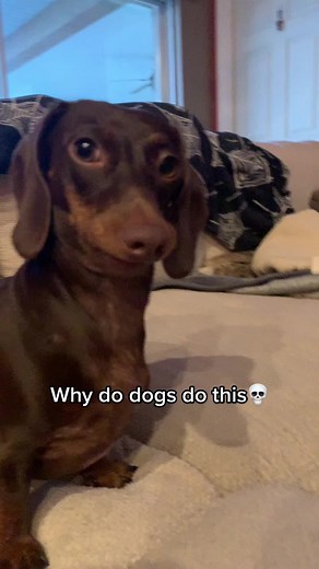 Funny Dachshund Dog Cheeks Flapping Meme