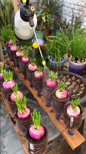Onion growing #onion #onionfarming
