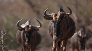 African Blue Wildebeest (Connochaetes taurinus) or Gnu, a large dark colored antelope. A herd of Wildebeest approaching. Slow motion, 25 percent natural speed.
