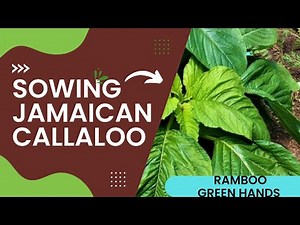 I’m Growing Jamaican Callaloo (and You Should Too) #callaloo #sowing #jamaica #gardening