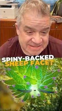 A creature so adorable, predators just want to adopt it... according to Patton Oswalt. #naturepbs