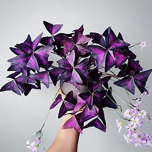 Oxalis Triangularis - Purple Shamrock 125mm - The Jungle Collective