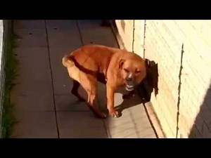 Tail chasing compulsive behaviour in a dog