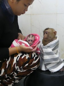 Cute Baby Monkey Bom's Family | Mr Bon