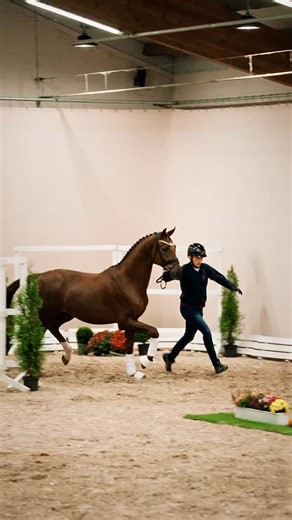 ✨ Hengstpower mit Perspektive 🐴💫 Katalognummer 57: Ein Youngster mit besonderer Ausstrahlung: Dynamic Dream – Fidertanz – De Niro, geb. 2023, aus der Zucht von Elisabeth Wegert. 🌟 Erlebe ihn live bei den Oldenburger Hengst-Tagen 2025 in Vechta (13.–15. November) und vielleicht bald in deinem Stall, denn dieser Nachwuchshengst steht bei positivem Körurteil zum Verkauf. ❤️💙 #Oldenburgerhengsttage | Oldenburger Pferdezuchtverband