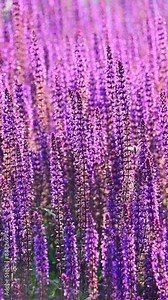 Beautiful purple flowers of Salvia nemorosa sway in the wind in the rays of the setting sun. the woodland sage, Balkan cleary, blue sage or wild sage.