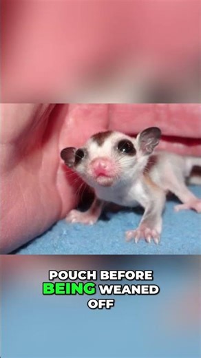 Sugar Glider Joeys: Marsupial Pouch Secrets Revealed! #shorts