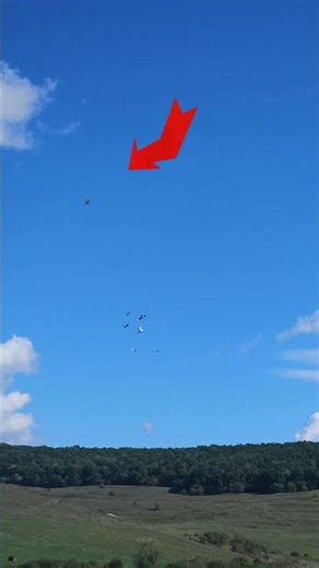 Hawk attacking pigeons