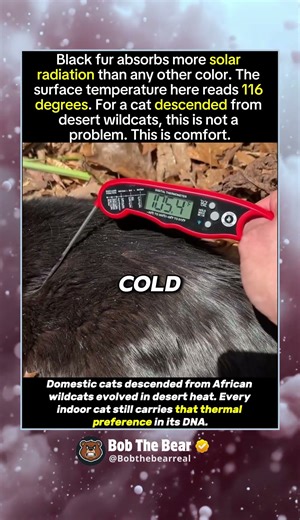 116 Degrees on a Black Cat, purrrfect!