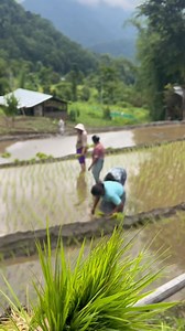48K views · 1.6K reactions | Helping Farmers | Lhakpa Tshering Tamang | Facebook