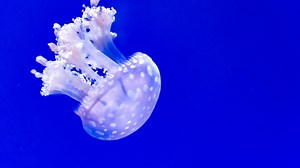 What Secrets Lie At The Bottom Of The Ocean?