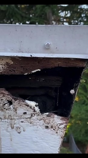 Wood Rot Repair! #diy #alwayslearning #waterdamage #repairs #tipsandtricks | BYOT