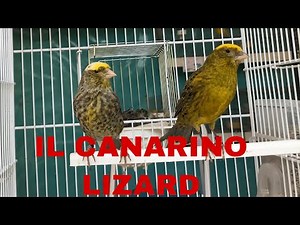 IL CANARINO LIZARD