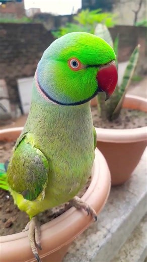 Are Baap Ree #funny #indianringneckparrot #comedy