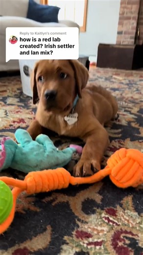 Replying to im technically a “yellow lab” on my akc registration! #labradorsoftiktok #rustytheredlab #foxredlabrador #puppyvo~ #labradorretriever #foxredlabpuppy #labradorpuppy #foxredlab | Rusty the Red Lab | Facebook