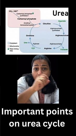 Urea cycle important points