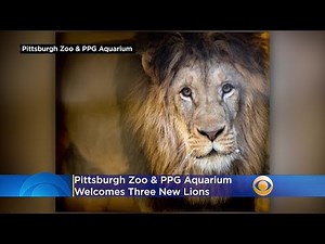 Beaming With ‘Pride’: Pittsburgh Zoo & PPG Aquarium Welcomes 3 New Lions