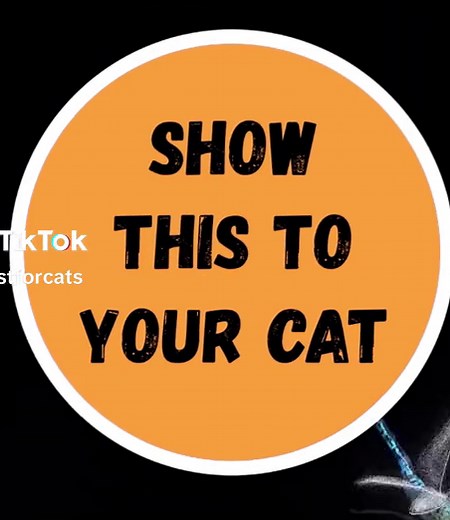 Interactive Cat Games with Dragonfly