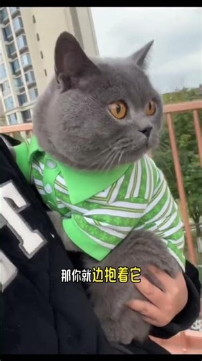 Cute Kitten Care Tips for Beginners