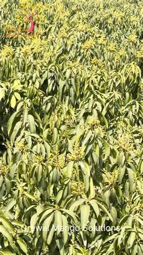 Mango Small Tree System- Flowering with PBZ #mangoflowering