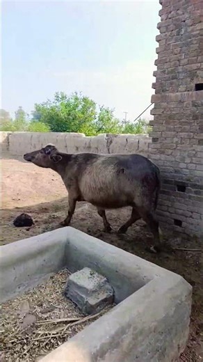 buffalo farming, buffalo talaab, buffalo cartoon, bhains wala cartoon,#cows #animals #buffalo