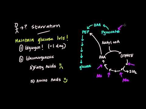 How does the body adapt to starvation