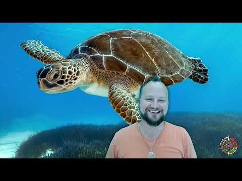 What does the Sea Turtle mean? | Spirit Animal | Totem | Dream Interpretation