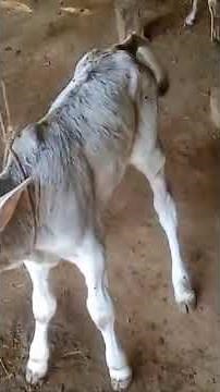 tetanus in calf#reels#animals#tetanus#cow#farming#bloodstrike#nature #cute