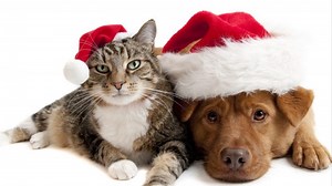 5 best online shopping sites for your pets - Softonic