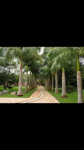 Essential Techniques for Planting Royal Palms Successfully