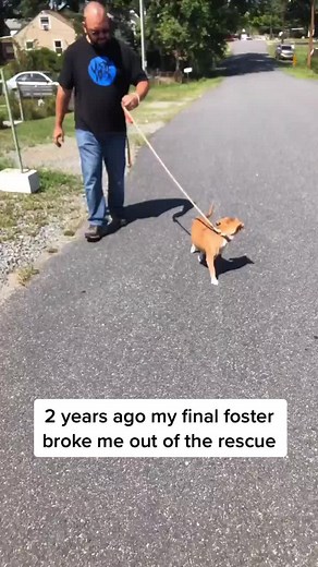 Celebrating Gotcha Day for Rescued Dogs