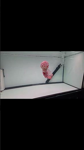 Flowerhorn Fish
