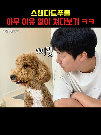 스탠다드푸들의 귀여운 반응과 장난감 ASMR