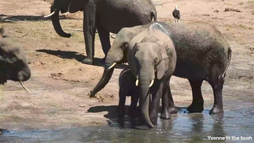Elephants drink between 100 and 200 liters water per day (25-50 gallon)! That is a lot of water, especially when there are many elephants in a reserve ;) Elephants drink by sucking water up in their trunk, next they will stick their trunk in their mouth and release the water. If you think that might be a long process to drink that much water with their trunk as cup. It could be, but it isn't, because the trunk can hold more or less 10 liters of water (2.5 gallon). They suck up 10 liters of water