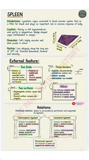 Spleen Anatomy | MBBS | BAMS |One Page Notes Anatomy|#shorts #SpleenAnatomy#mbbs #onepage#spleen