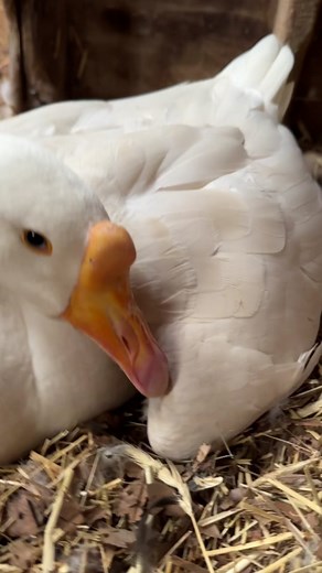 Mama goose has been so determined to hatch an egg, she even staryed stealing chicken and duck eggs to sit on. Now…finally…after two whole months of trying…She hatched a baby chick!!! #farmlife #goose #mamagoose #babychicks