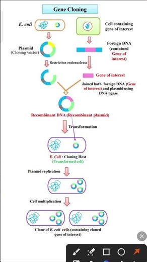 Gene cloning | Biotechnology class 12