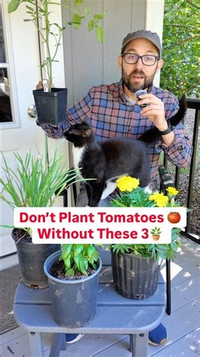 Don’t plant tomatoes without these 3 companions #Gardening #CompanionPlanting #growyourownfood ￼