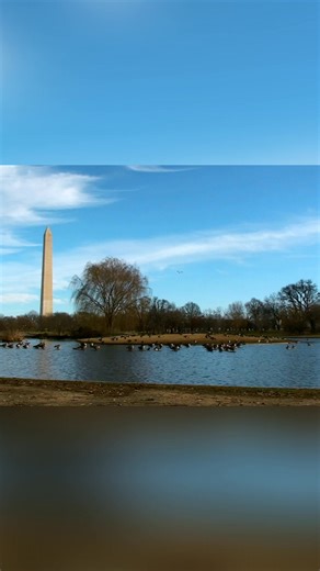 Watch these Canadian geese fly, swim, practice aerial maneuvers, and rest. Witness the everyday adventures of this charming family in nature. A heartwarming glimpse into their world. #CanadianGeese #Wildlife #Nature #Birds #Family From: Baby Animals In Our World Series 02 Episode 04 | Real Wild