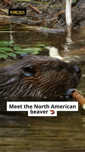 🌎 Every species is connected. So, when one declines, the whole ecosystem is affected. 🦫 Once nearly wiped out by the fur trade, beavers have bounced back — and their impact goes beyond building dams. The wetlands they create boost biodiversity, improve water quality and even help store carbon. 💚 Learn more about #LPRC2025 and the power of nature's engineers: wwf.ca/lprc2025 | WWF-Canada
