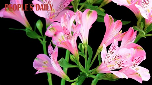 22K views · 230 reactions | Purplish-red Peruvian lily #flowers in umbel clusters add a touch of vibrant beauty to the summer in southwest China's Chongqing. #timelapse | People's Daily, China | Facebook