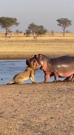 Hippo vs Lion: Brutal Fight Caught on Camera 🦛🦁 | Safari Footage A shocking moment on the African savanna — a massive hippo bites down on a male lion’s head and refuses to let go. The lion struggles desperately, but the hippo’s power is unstoppable. this raw and unfiltered wildlife encounter shows the true power of nature. | HYPERAi