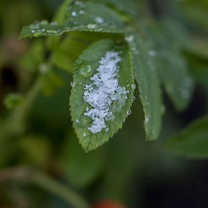 Epsom Salt for Gardening Video | Epsom Salt Council