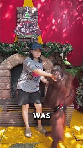 Affen-Meme-Moment 🐒🤣#shortsvideo